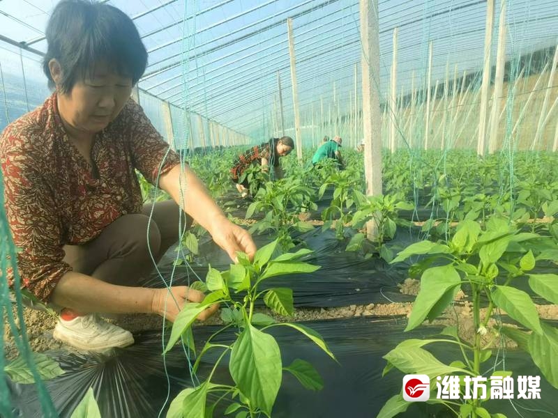 村村有好戏这个辣椒产业园“科技范”满满