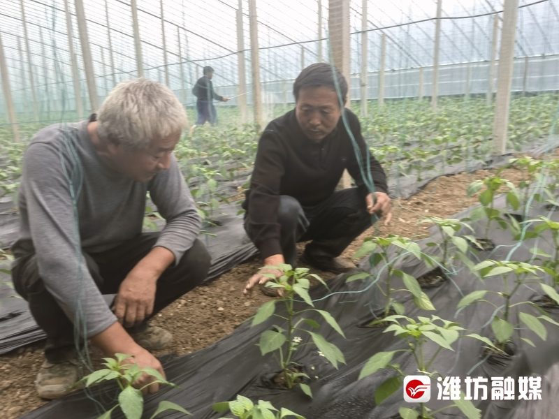 村村有好戏这个辣椒产业园“科技范”满满(图2)