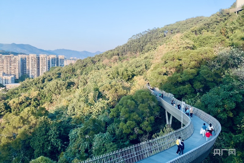 一棵树冠一座城：行人不知暑万古长清风(图2)