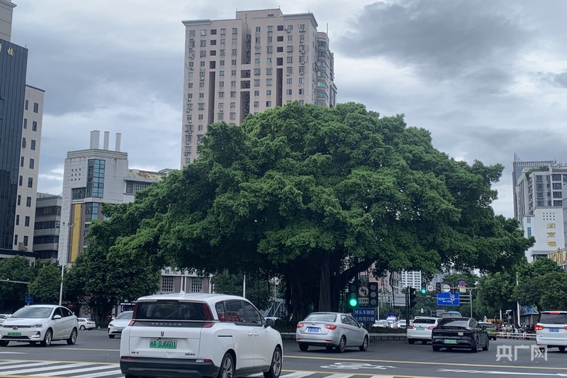 一棵树冠一座城：行人不知暑万古长清风(图6)