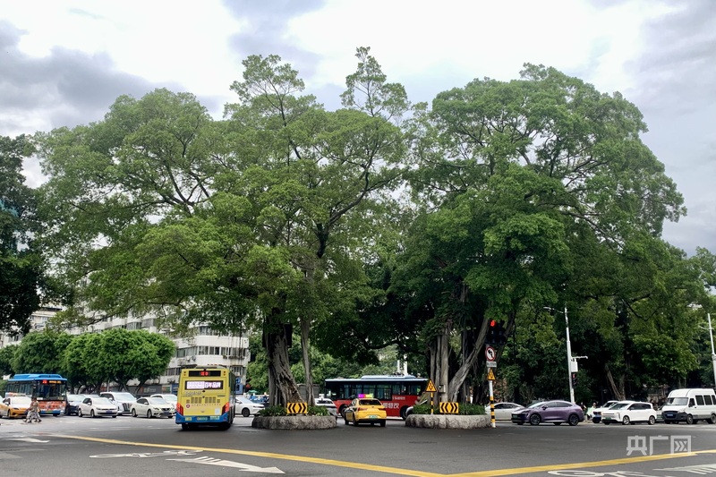 一棵树冠一座城：行人不知暑万古长清风(图5)