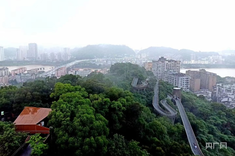 一棵树冠一座城：行人不知暑万古长清风(图8)