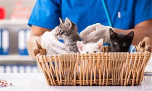 熊猫体育：深度分析_中研普华行业研究网(图4)