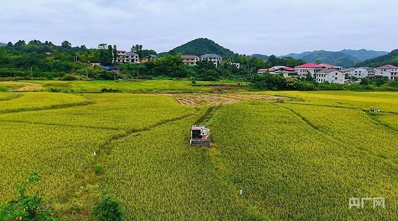 熊猫体育网站：中国“丰景”正当时：硬核科技惠农秋收颗粒归仓(图3)
