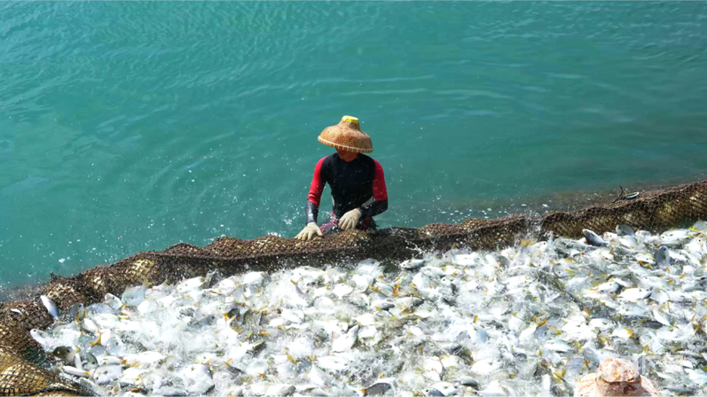熊猫体育网站：中国“丰景”正当时：硬核科技惠农秋收颗粒归仓(图4)