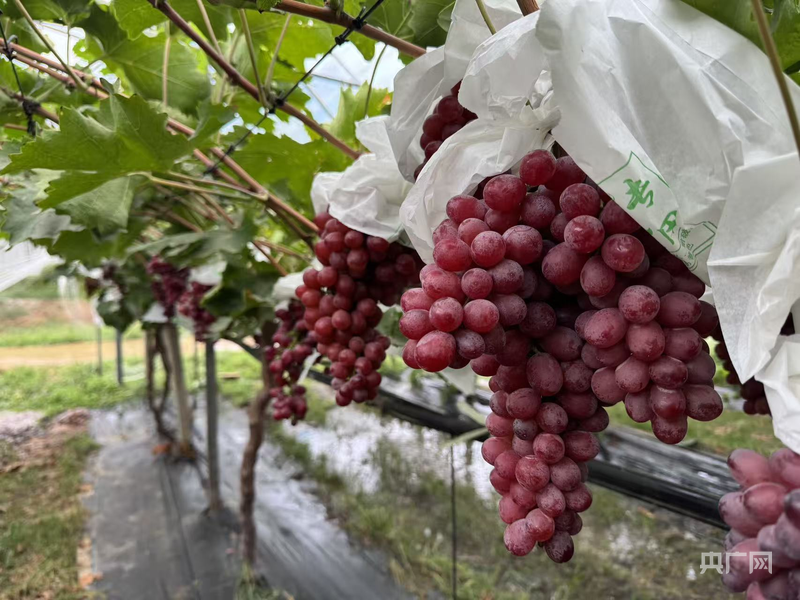 熊猫体育网站：中国“丰景”正当时：硬核科技惠农秋收颗粒归仓(图9)