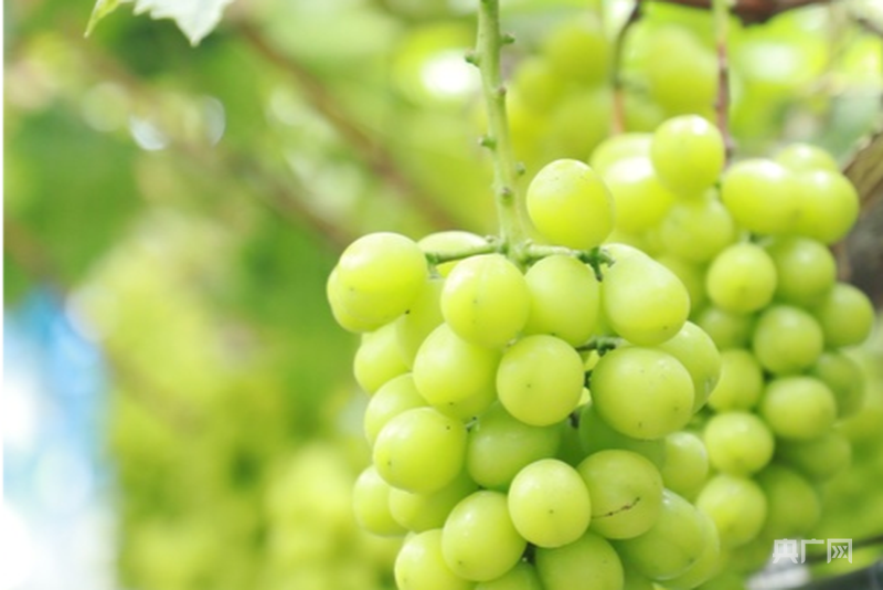 熊猫体育网站：中国“丰景”正当时：硬核科技惠农秋收颗粒归仓(图8)