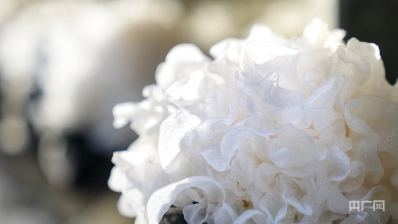 熊猫体育网站：中国“丰景”正当时：硬核科技惠农秋收颗粒归仓(图12)