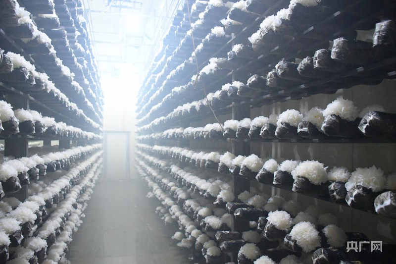 熊猫体育网站：中国“丰景”正当时：硬核科技惠农秋收颗粒归仓(图11)