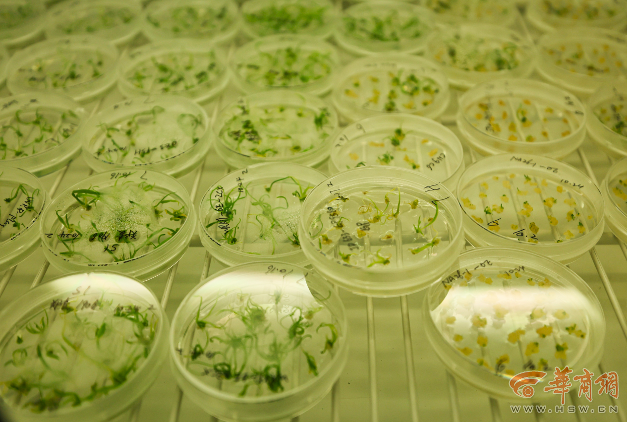 解码杨凌农科城创新实践丨勇立现代农业潮头中国农科城杨凌的“破”与“立”(图4)