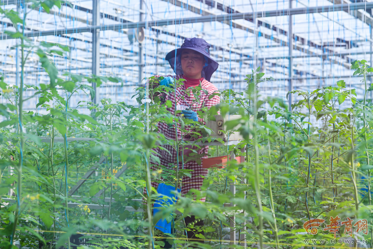 解码杨凌农科城创新实践丨勇立现代农业潮头中国农科城杨凌的“破”与“立”(图7)