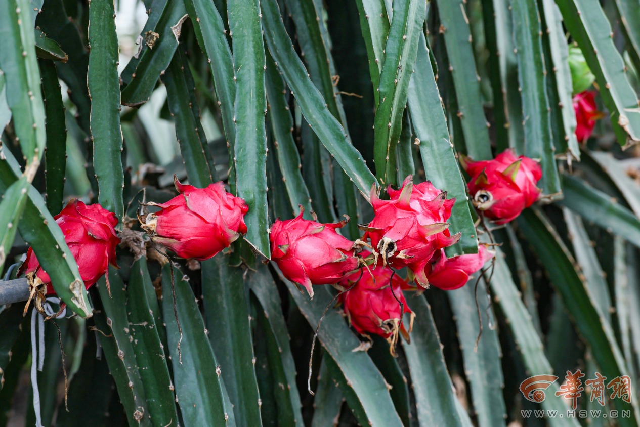 解码杨凌农科城创新实践丨勇立现代农业潮头中国农科城杨凌的“破”与“立”(图8)