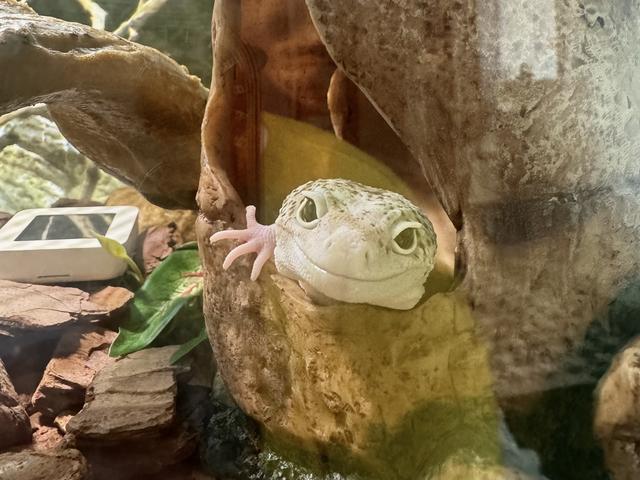 熊猫体育：天冷添衣、智能控温……宠物过冬撬动千亿元市场(图4)