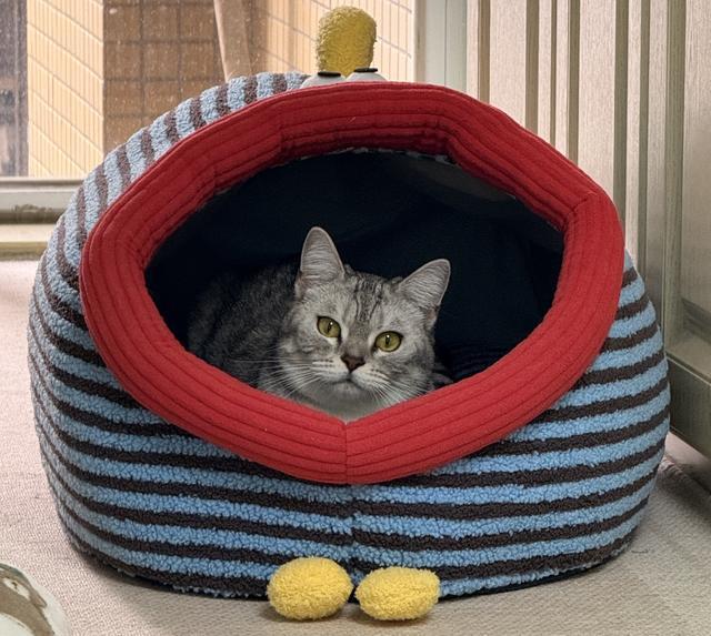 熊猫体育：天冷添衣、智能控温……宠物过冬撬动千亿元市场(图2)