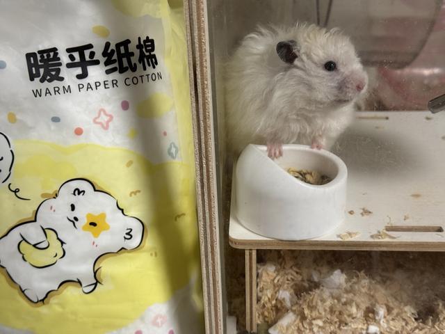 熊猫体育：天冷添衣、智能控温……宠物过冬撬动千亿元市场
