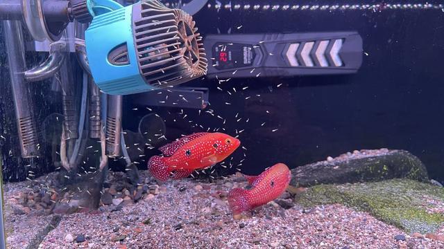 熊猫体育：天冷添衣、智能控温……宠物过冬撬动千亿元市场(图5)