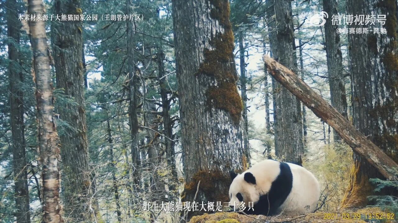 百年三叉星遇上中国新局时间从不会辜负坚持者(图11)