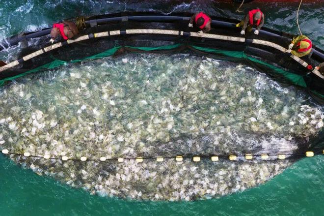 海丝路上的蓝色粮仓大食物观的阳江实践2025年丝绸之路电视共同体高峰论坛特别报道