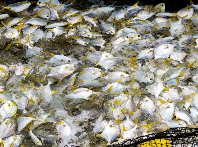 海丝路上的蓝色粮仓大食物观的阳江实践2025年丝绸之路电视共同体高峰论坛特别报道(图2)