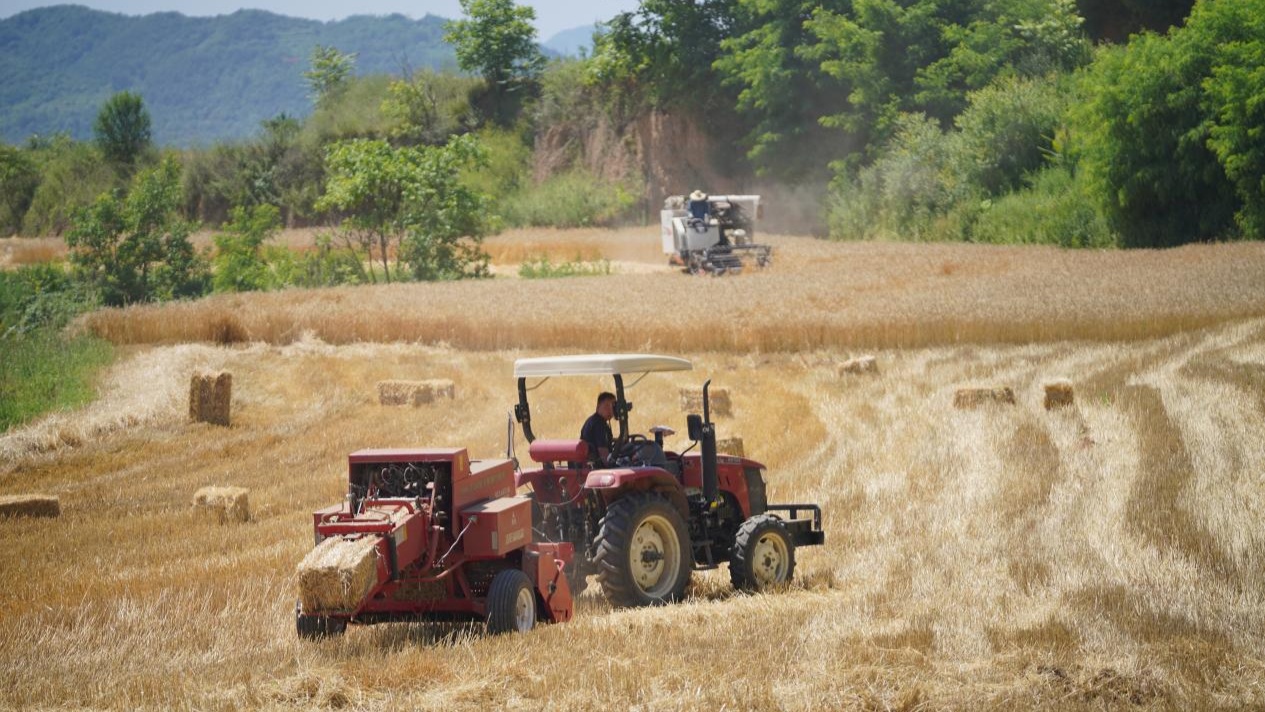 甘肃成县：乡村振兴画卷新