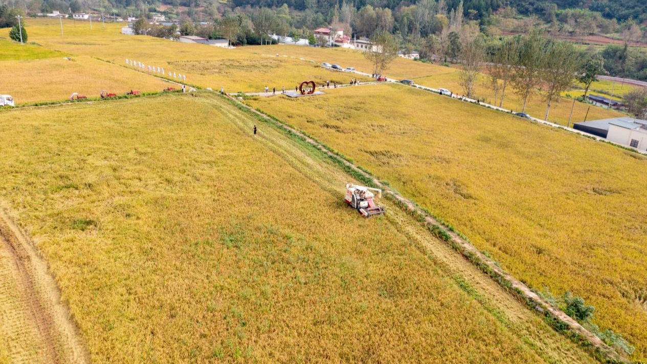 甘肃成县：乡村振兴画卷新(图2)