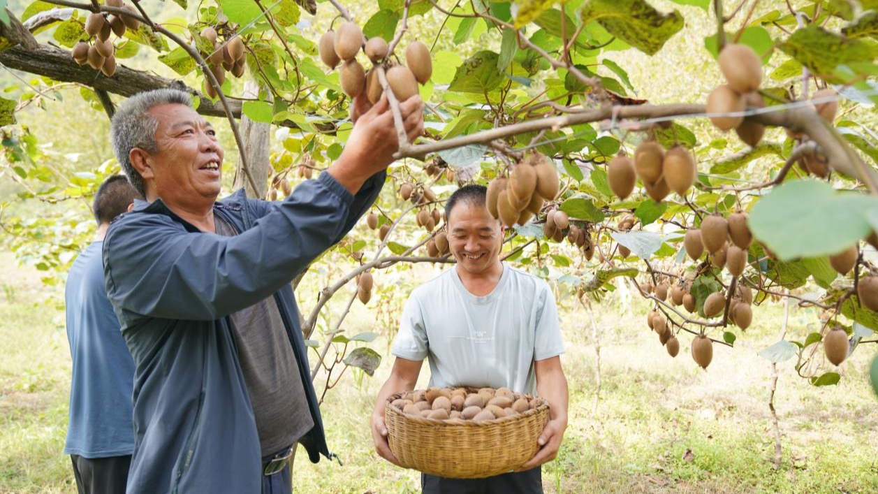 甘肃成县：乡村振兴画卷新(图5)