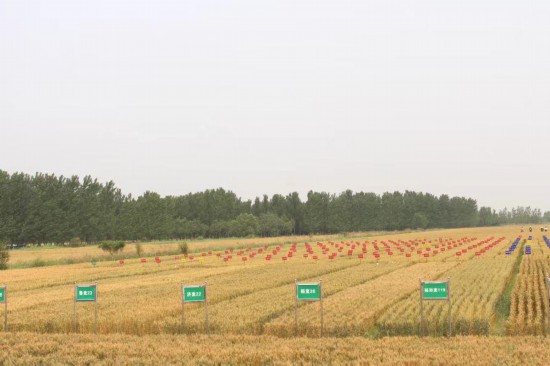 好粮有网上新季一粒小麦的“裂变”密码：解码中裕食品创新基因(图2)