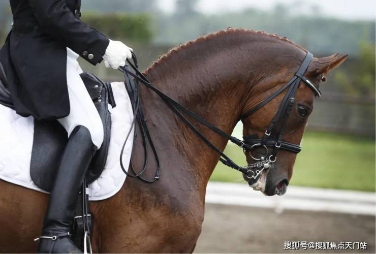 象屿天誉蘭香(象屿天誉蘭香售楼处)售楼处电话_预约看房_楼盘详情-2026最新房价-电话_营销中心(图29)