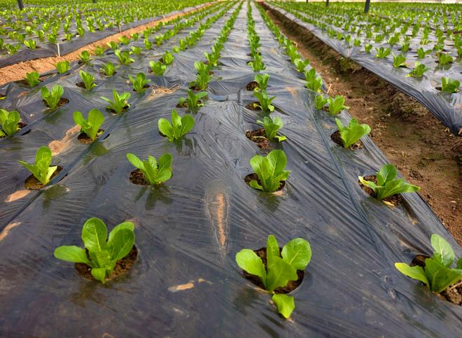 云南杞麓湖国控断面和全湖平均水质双脱劣(图3)